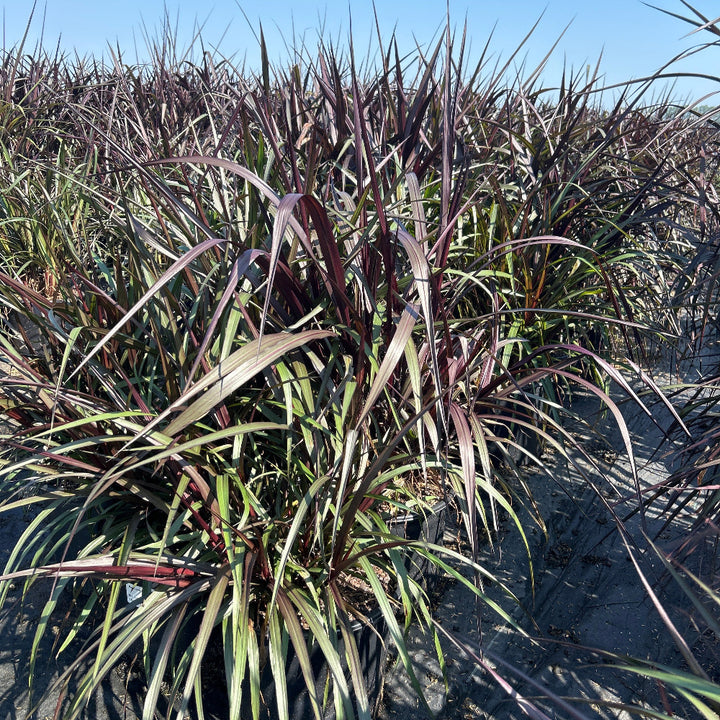 First Knight Napier Grass with near black purple foliage