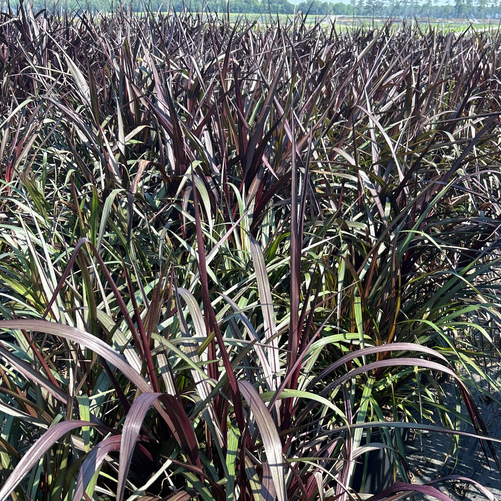 First Knight Napier Grass with near black purple foliage
