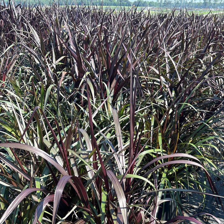First Knight Napier Grass with near black purple foliage
