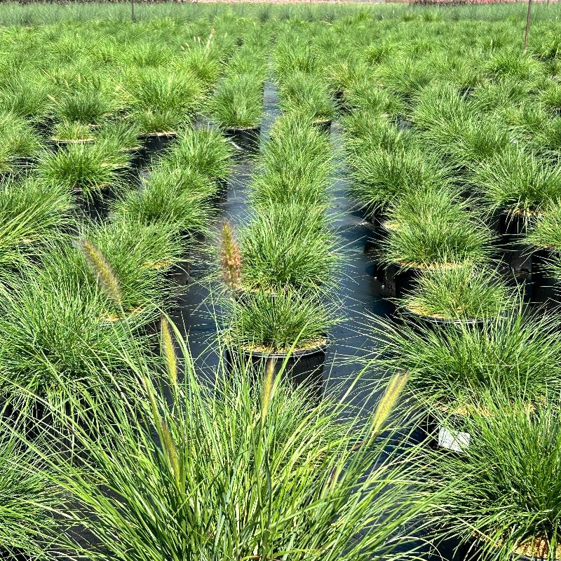 Hameln Fountain Grass with fluffy pink white flower spikes
