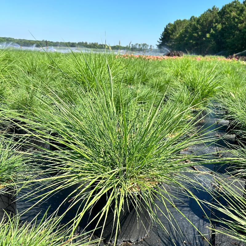 Hameln Fountain Grass with fluffy pink white flower spikes