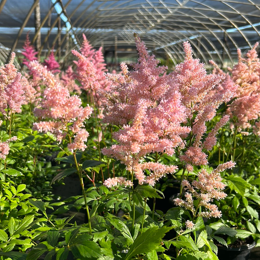 Healthy Astilbe Europa perennial plant with feathery pink flower plumes and lush green foliage in a 1-gallon pot.