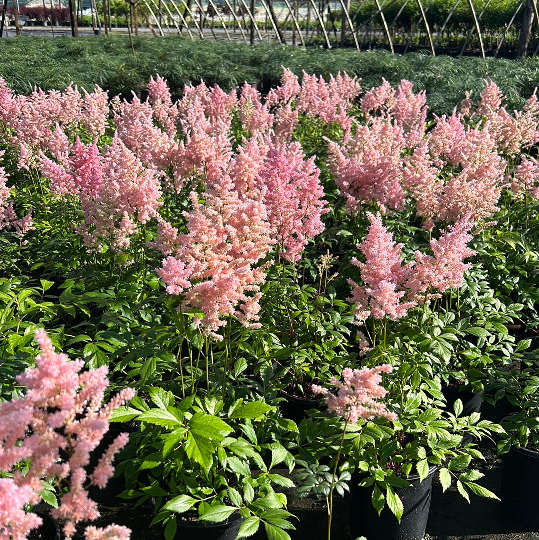 astilbe plant in pot Astilbe Europa