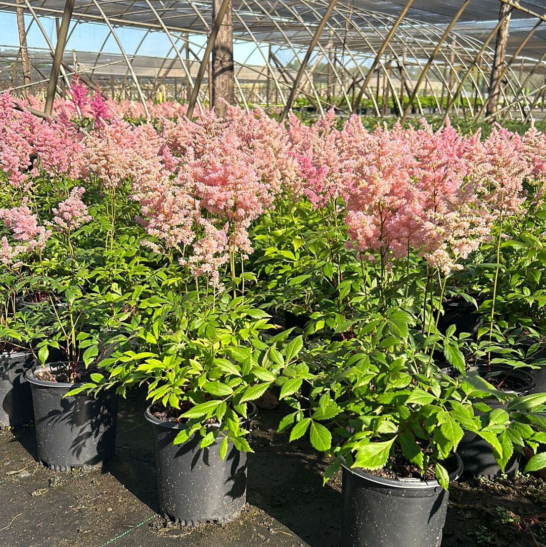 One-gallon Astilbe Europa plant with feathery pink flower plumes and green foliage, ready for garden planting.