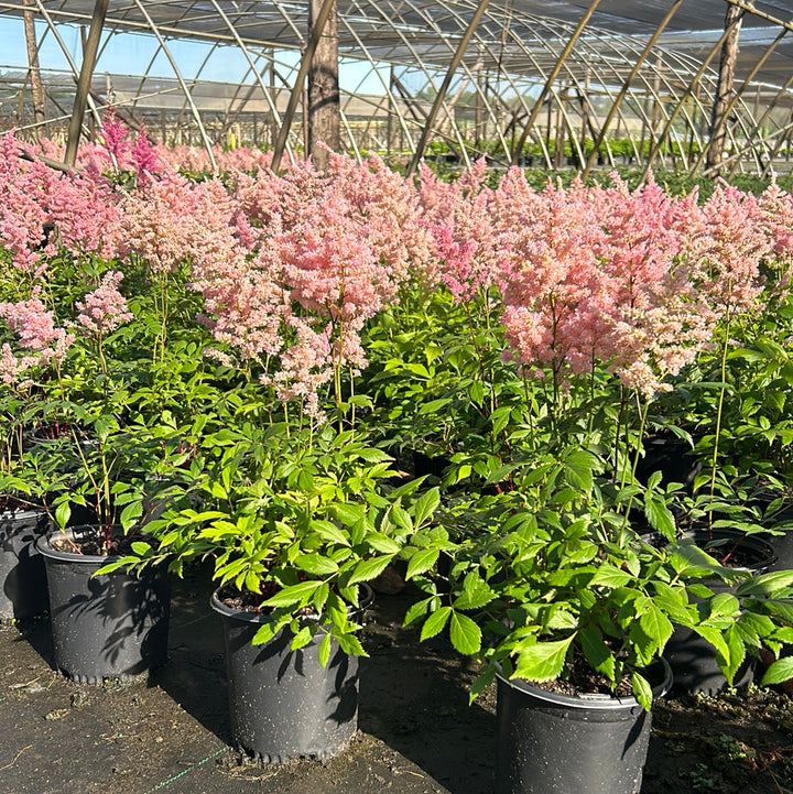 One-gallon Astilbe Europa plant with feathery pink flower plumes and green foliage, ready for garden planting.