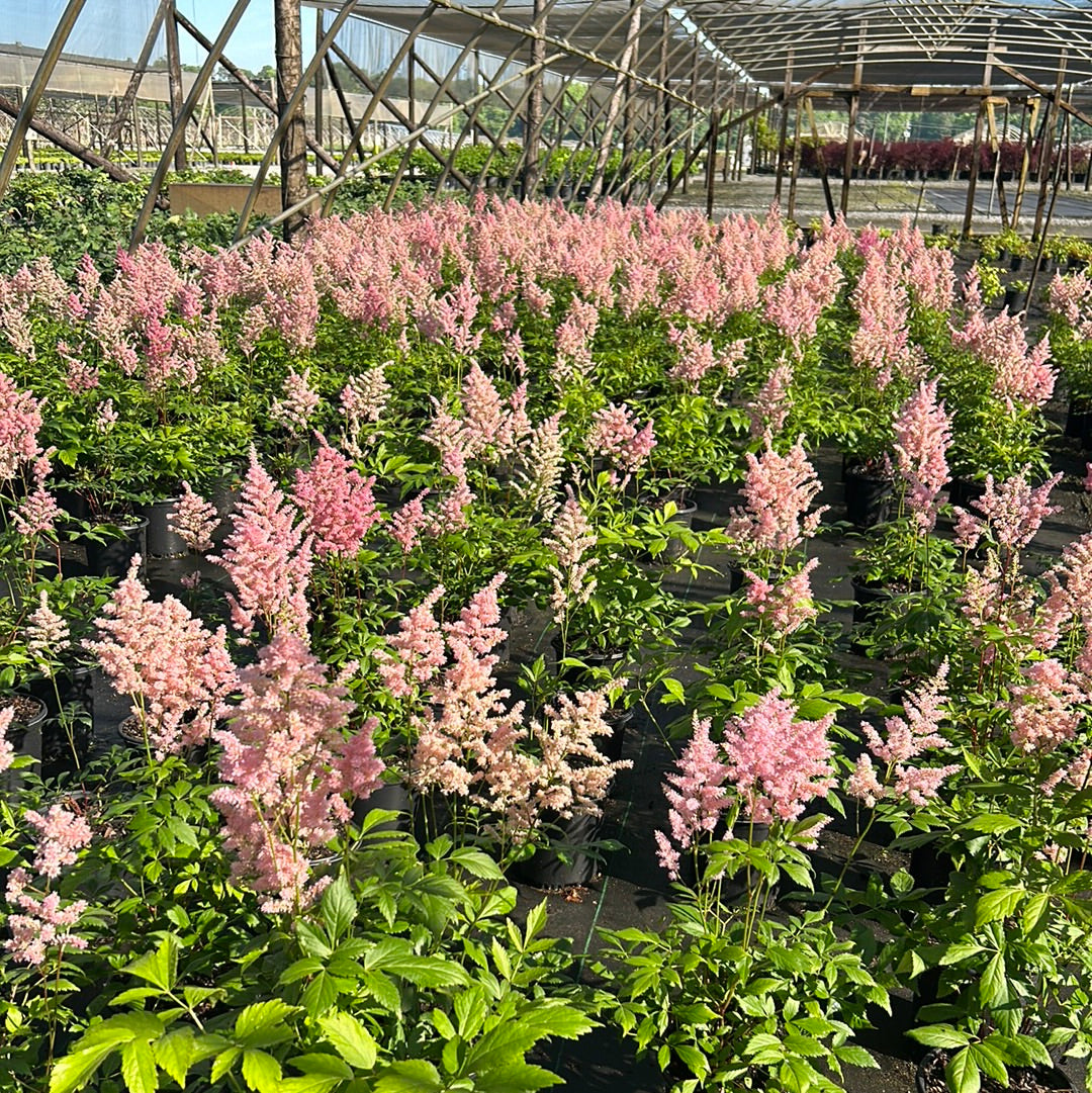 Europa Japanese Astilbe