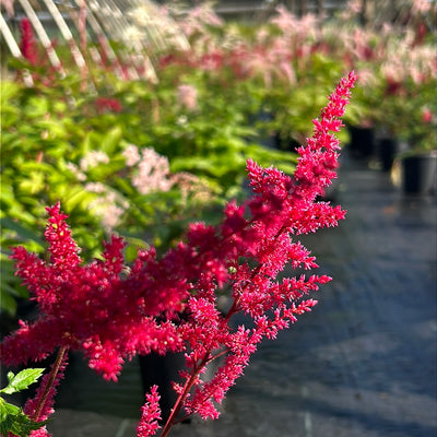 Astilbe Fanal