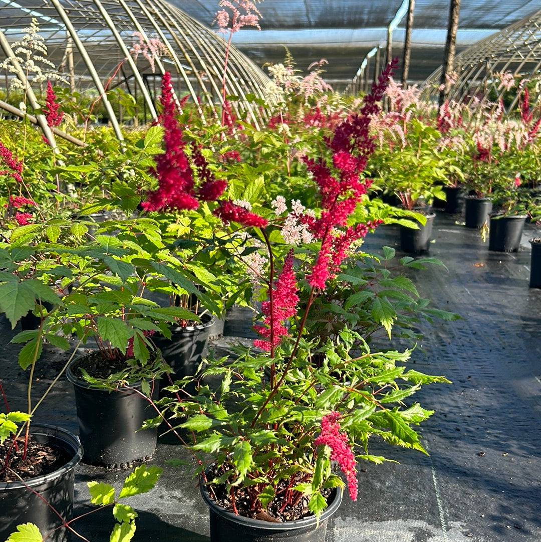Astilbe Fanal