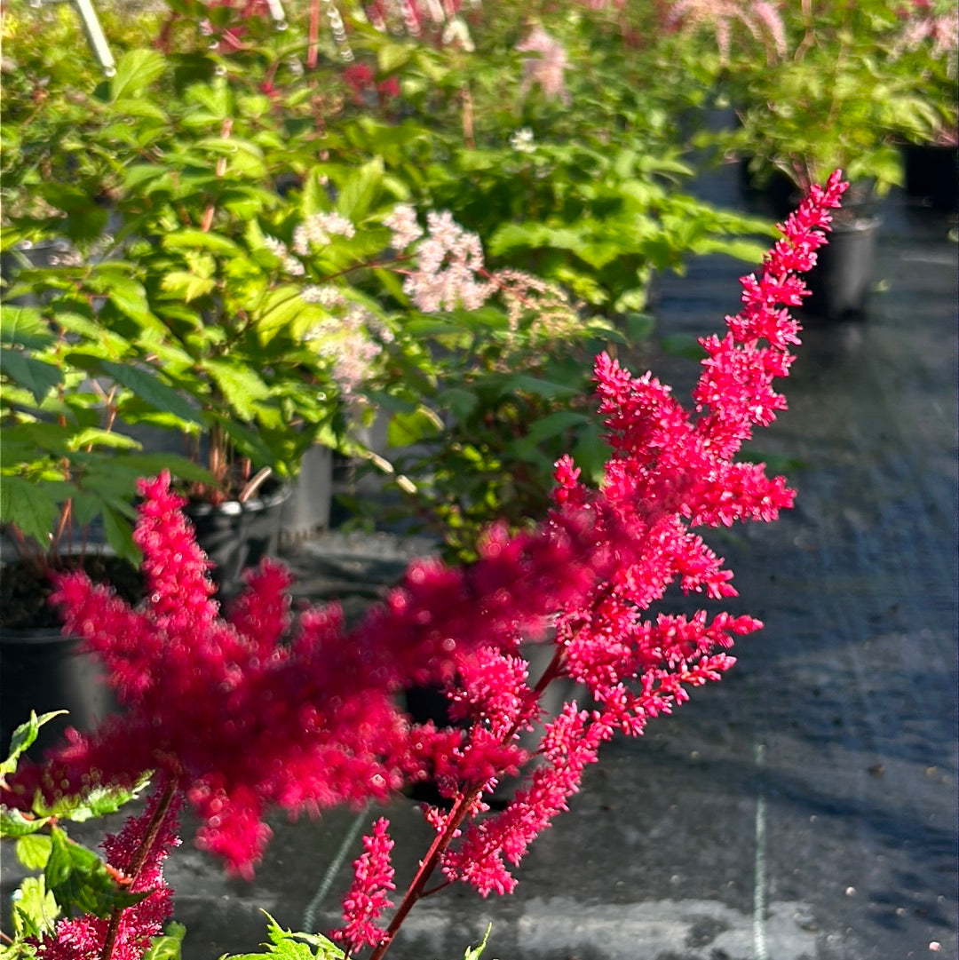 One-gallon Astilbe Fanal perennial plant with feathery red flowers and lush green foliage, ready for garden planting.