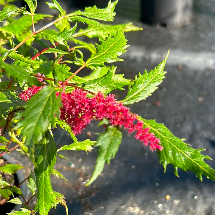 Bright pink Astilbe Fanal perennial plant with feathery flower plumes and lush green foliage in a 1-gallon pot.