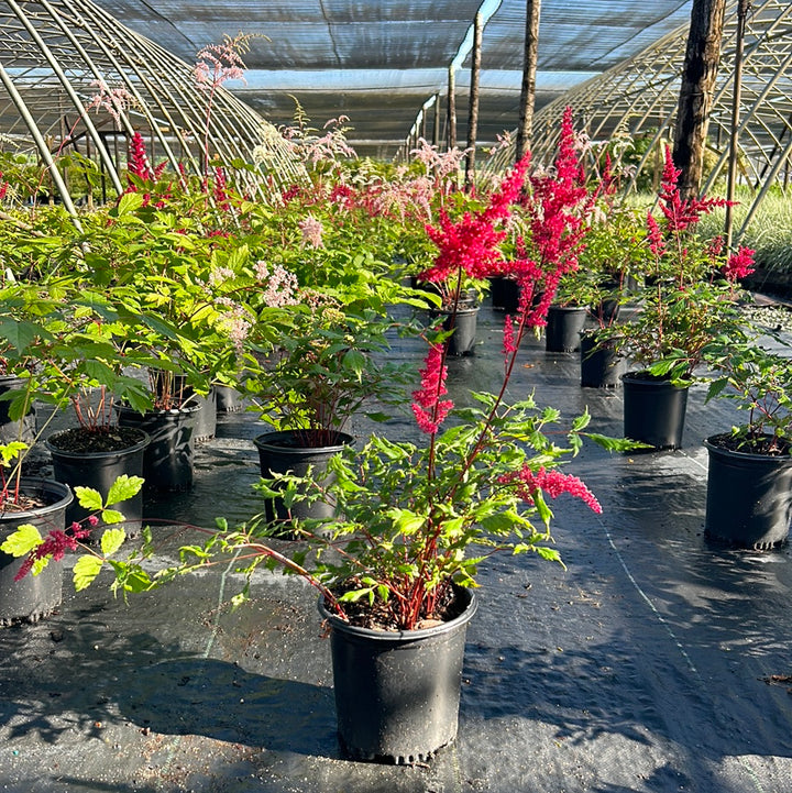 Healthy Astilbe Fanal perennial plant in a 1-gallon pot with vibrant green foliage and feathery pink flower plumes.