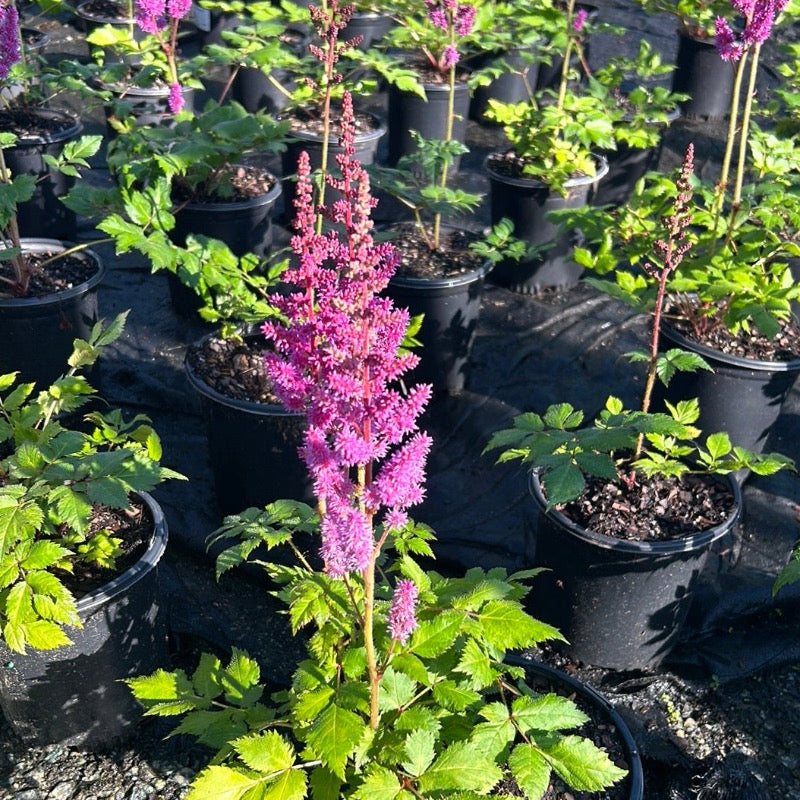 1-gallon Astilbe Visions perennial plant with feathery pink flower plumes and lush green foliage, perfect for shade gardens.