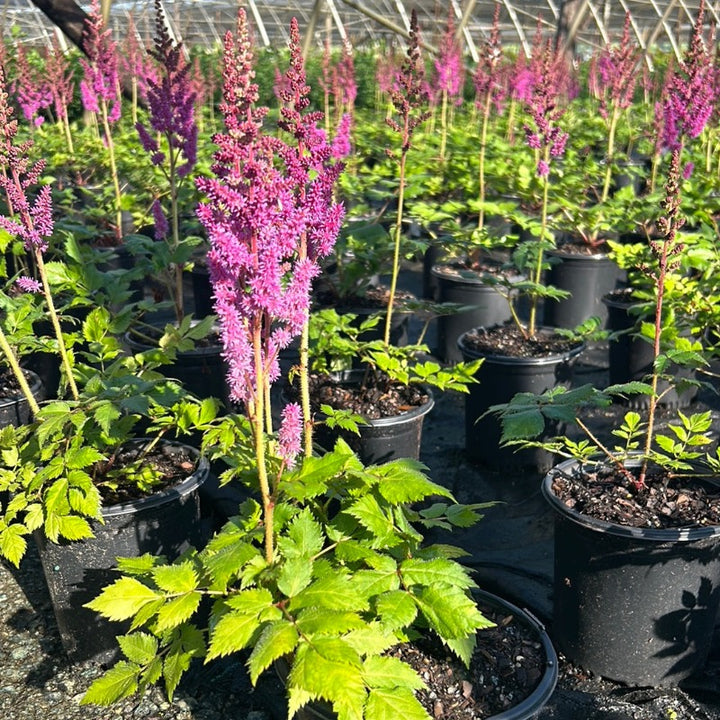 One-gallon Astilbe Visions perennial plant with feathery pink flower plumes and lush green foliage, grown by GoBuyPlants.