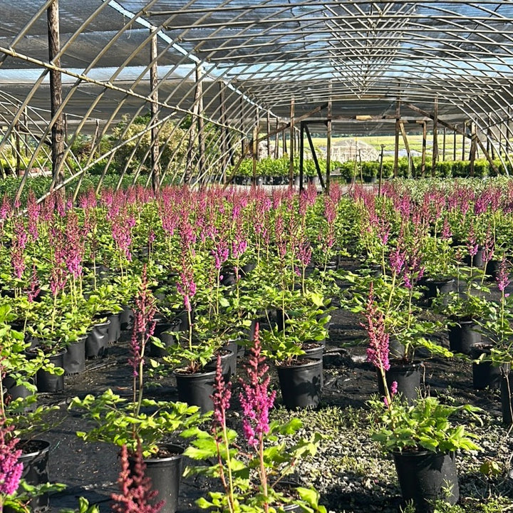 Bright pink Astilbe Visions perennial plant in a 1-gallon container, showcasing feathery flower plumes and lush green foliage.