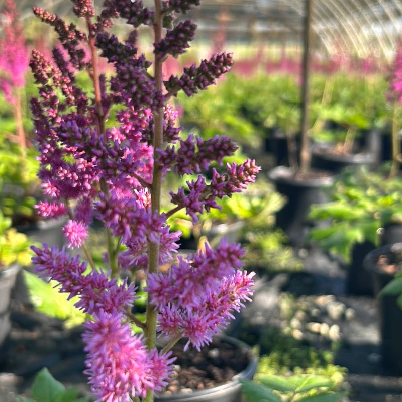 Single Astilbe Visions plant in 1-gallon container, showcasing feathery pink flower plumes and lush green foliage.