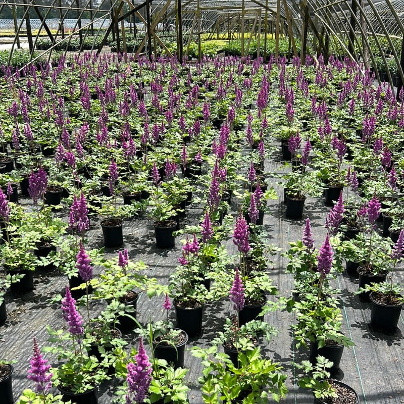 1-gallon Astilbe Visions perennial plant from GoBuyPlants with feathery pink flowers and lush green foliage.