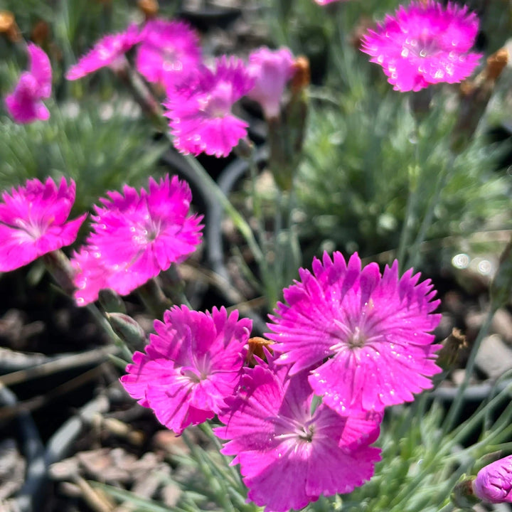 Firewitch Dianthus with fragrant magenta flowers and blue green foliage