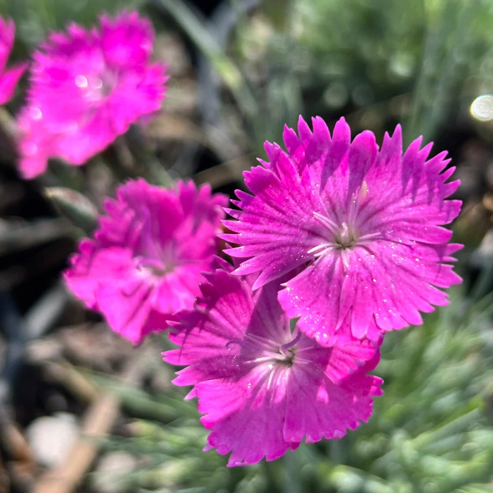 Firewitch Dianthus with fragrant magenta flowers and blue green foliage