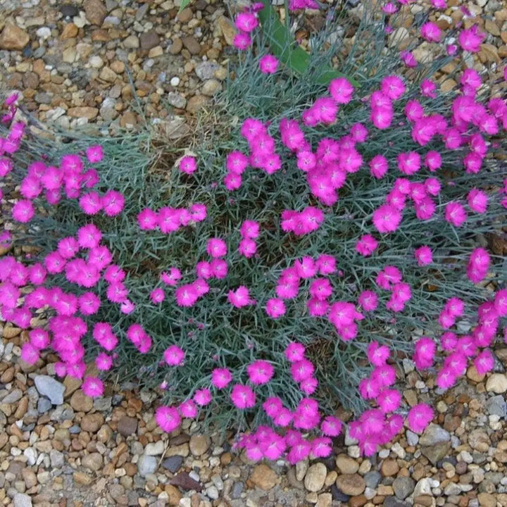 Firewitch Dianthus with fragrant magenta flowers and blue green foliage