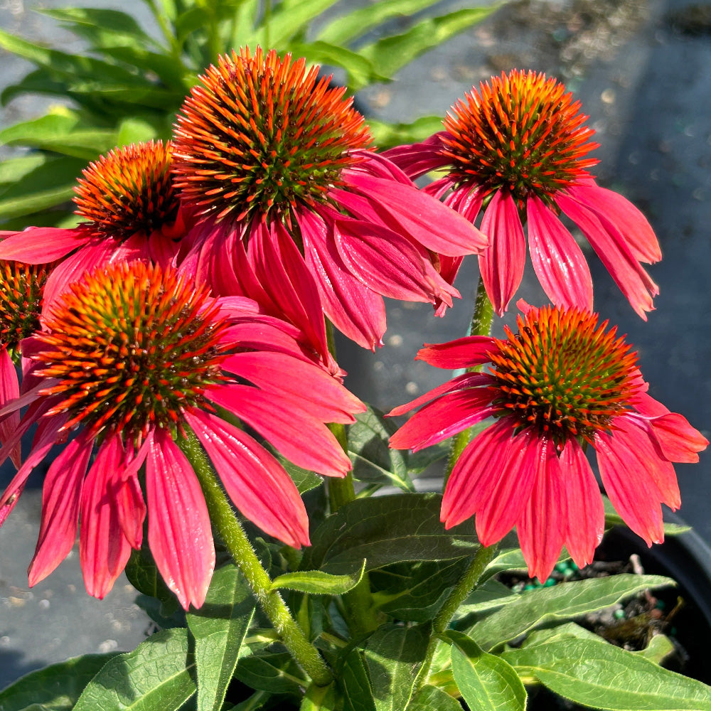 Cheyenne Spirit Coneflower with mixed orange red purple and yellow flowers
