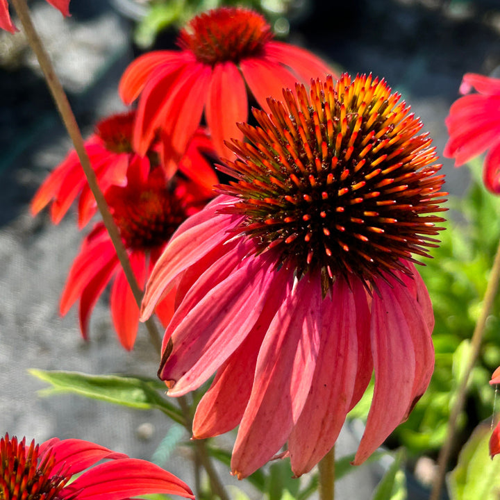Cheyenne Spirit Coneflower with mixed orange red purple and yellow flowers