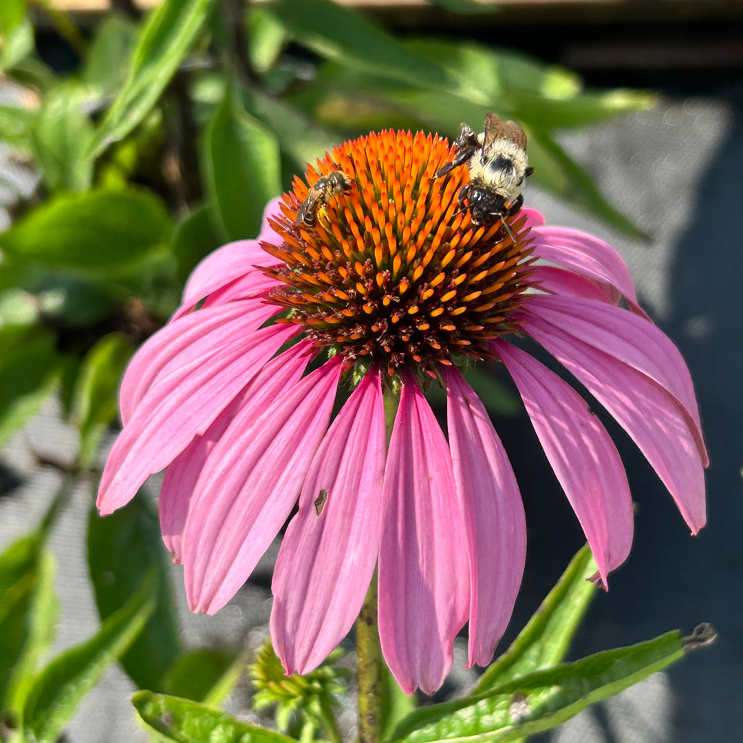 Magnus Coneflower with large rose purple flowers and bronze cones
