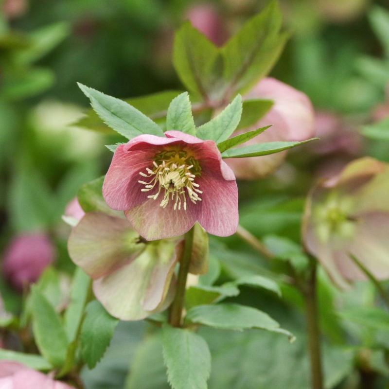 Lenten Rose with nodding flowers above evergreen foliage