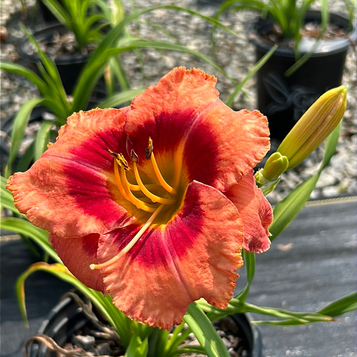 Bahama Pink Sky Daylily with soft pink flowers