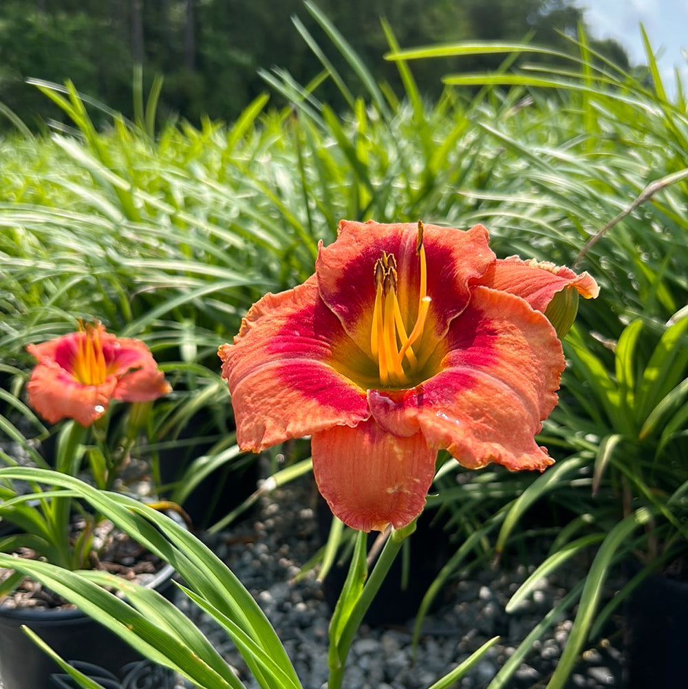 Bahama Pink Sky Daylily with soft pink flowers