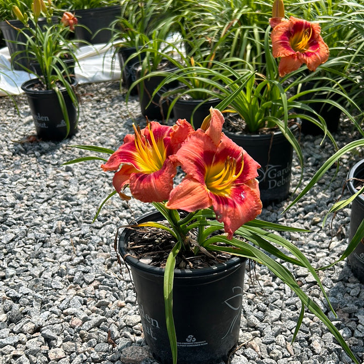 Bahama Pink Sky Daylily with soft pink flowers