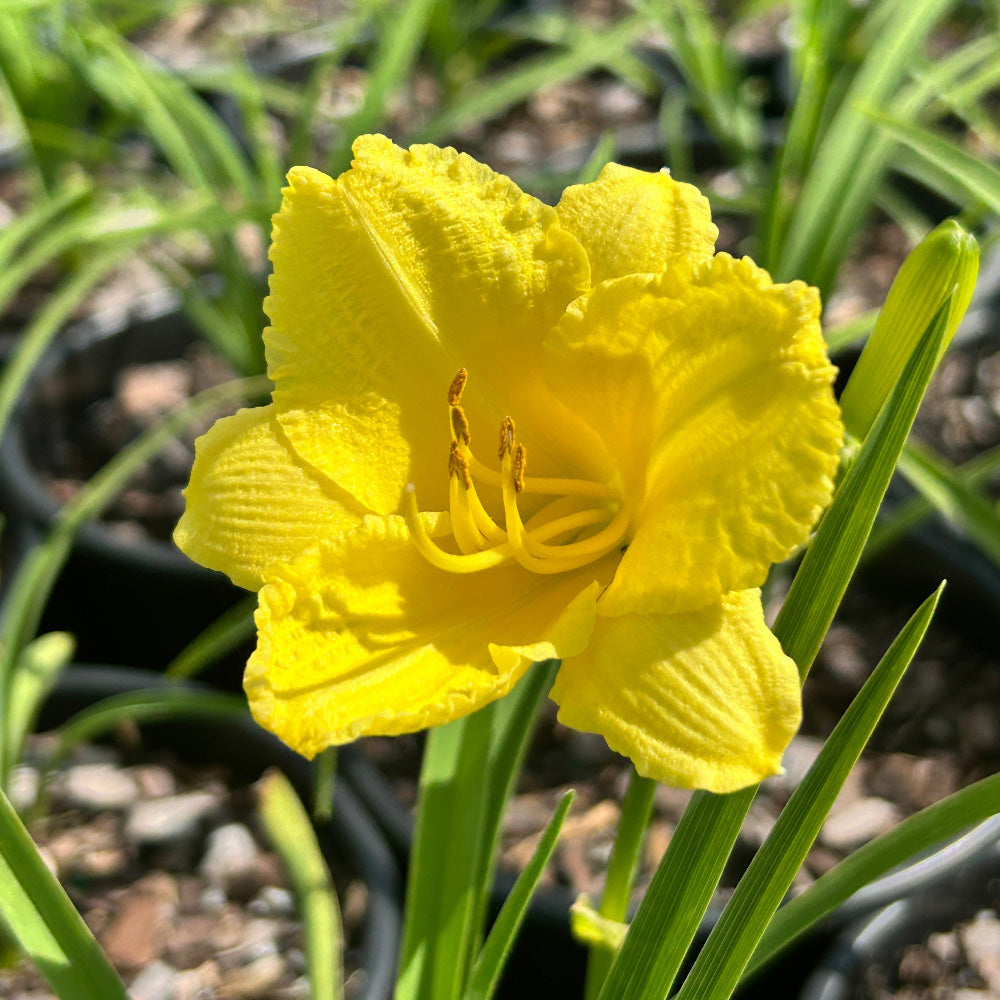 Happy Returns Daylily with fragrant lemon yellow flowers