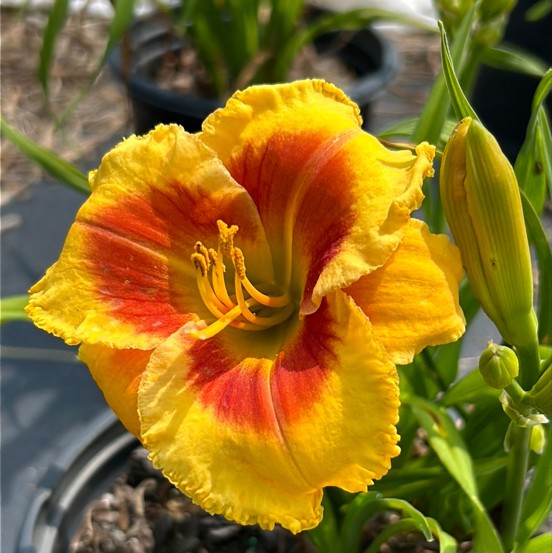 Perennial Hemerocallis Island Bonfire™ plant in 1-gallon container showing vibrant orange flowers and lush green foliage.