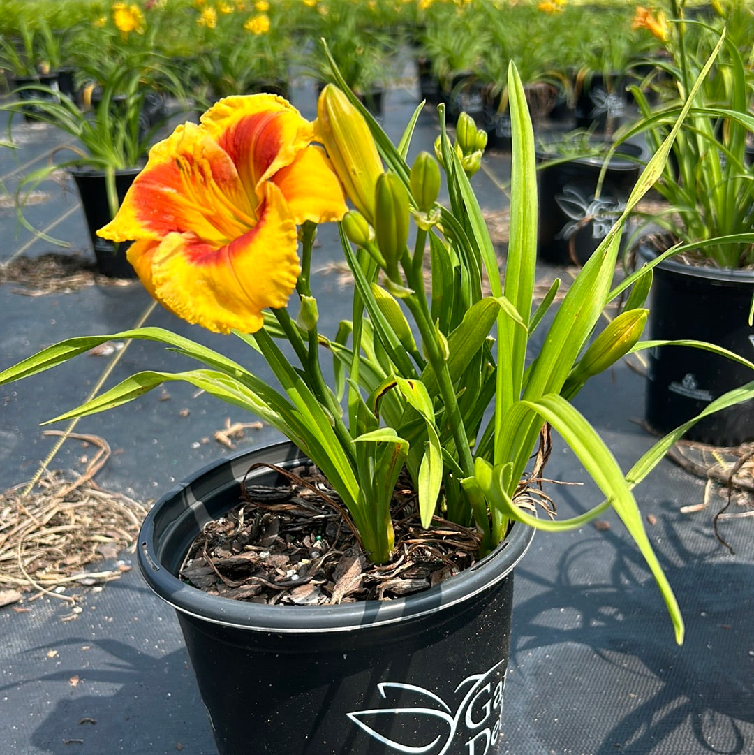 daylily plant in pot Hemerocallis Island Bonfire™