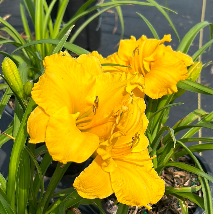 Key Largo Moon Daylily with warm yellow flowers