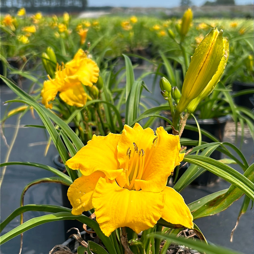 Key Largo Moon Daylily with warm yellow flowers