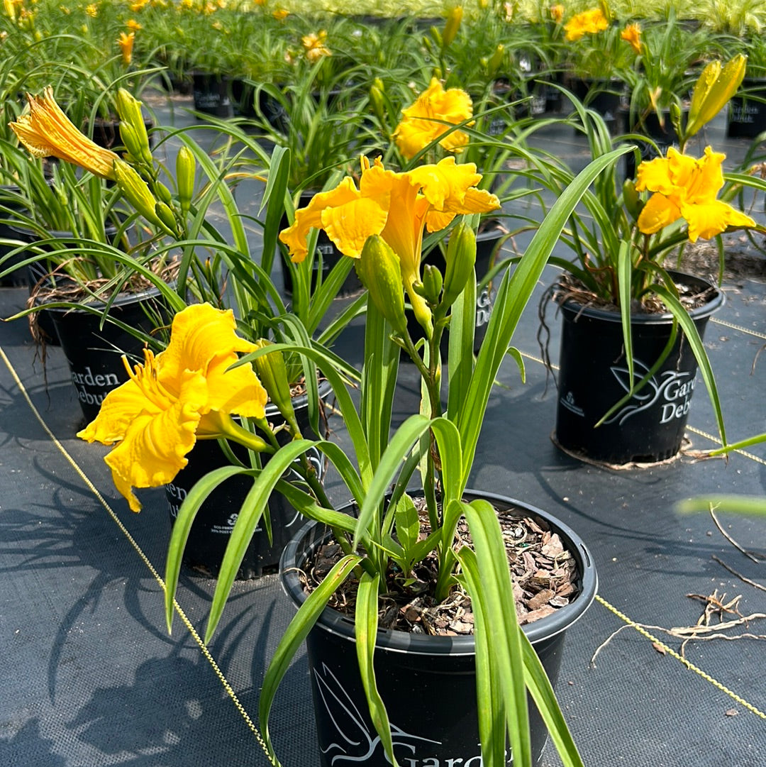 Key Largo Moon Daylily with warm yellow flowers