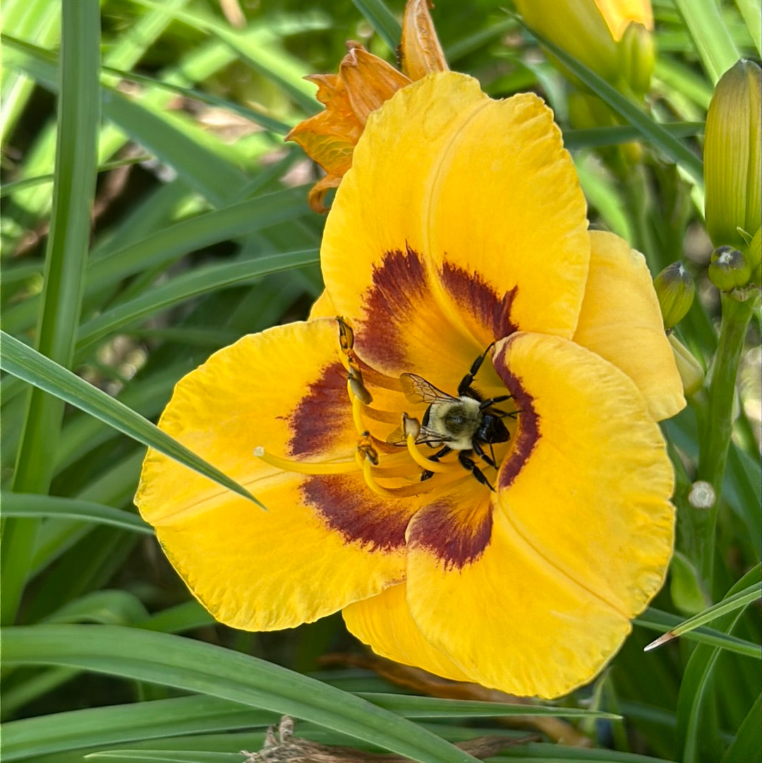 Hemerocallis Kokomo Sunset™ | GoBuyPlants