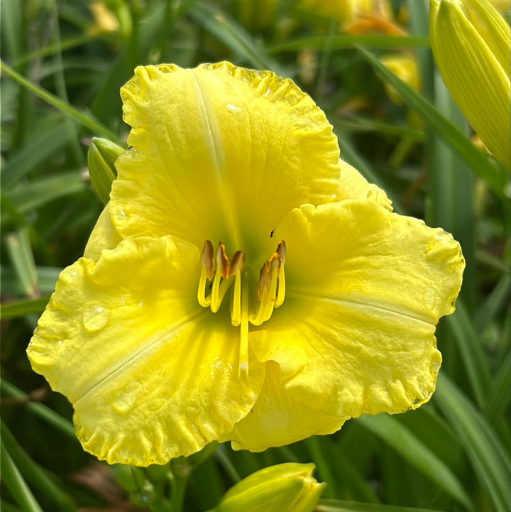 Montego Melon Daylily with warm melon yellow flowers