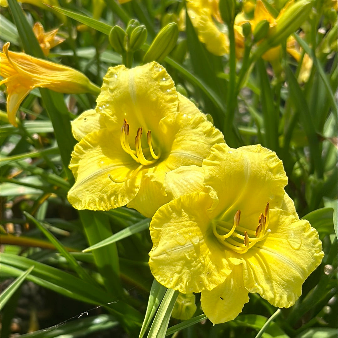 Montego Melon Daylily with warm melon yellow flowers