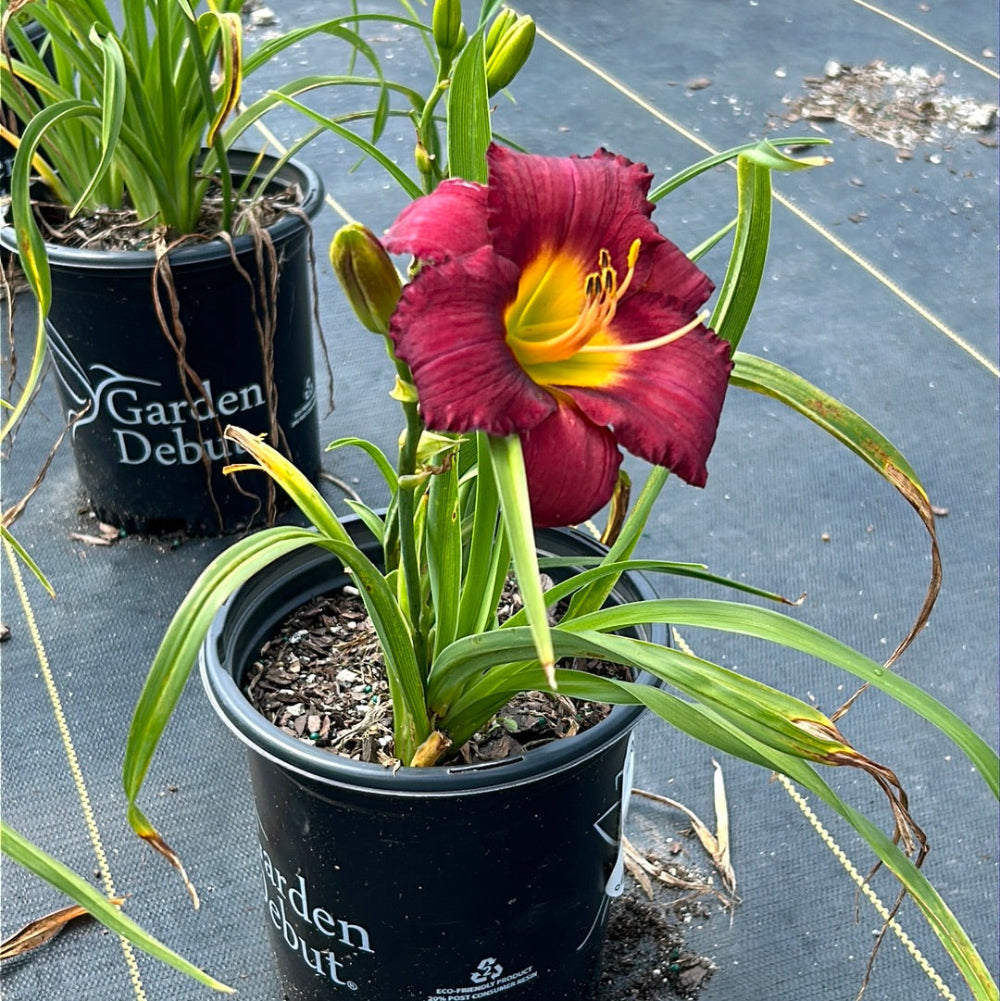 Pardon Me Daylily with cranberry red flowers and yellow green throats