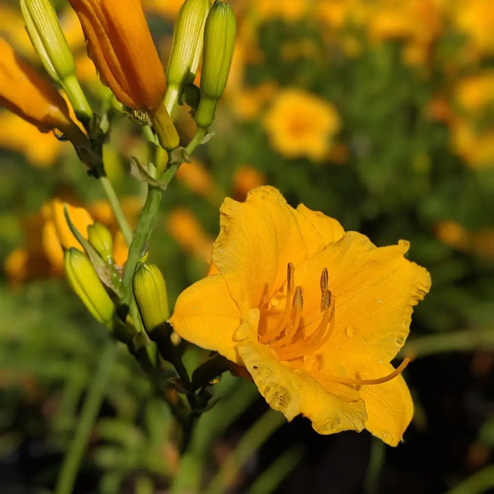 Stella de Oro Daylily with ruffled golden yellow flowers