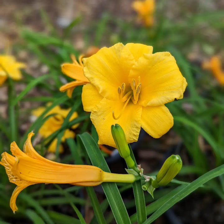 Stella de Oro Daylily with ruffled golden yellow flowers
