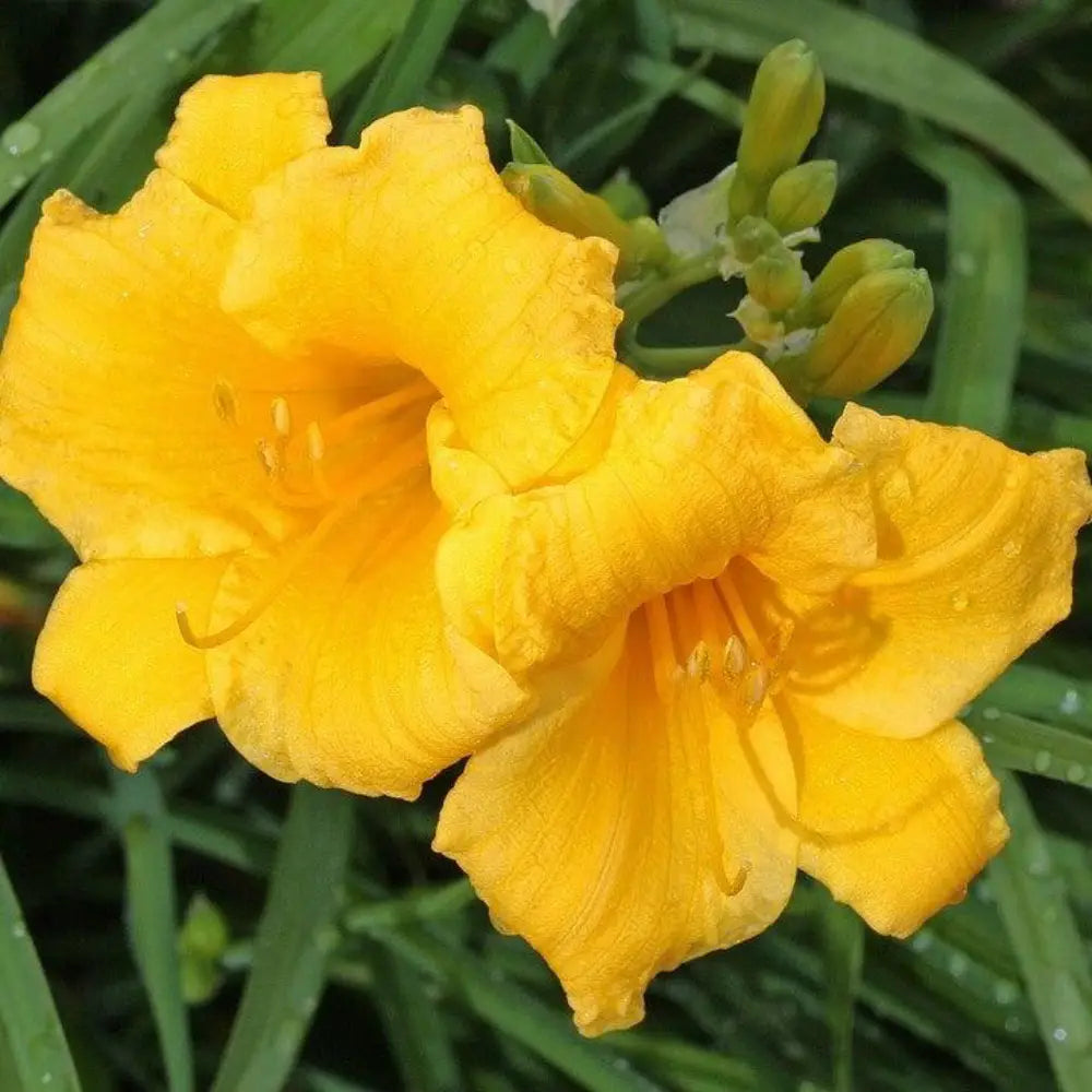 Stella de Oro Daylily with ruffled golden yellow flowers