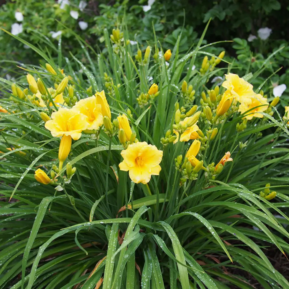 Stella de Oro Daylily with ruffled golden yellow flowers