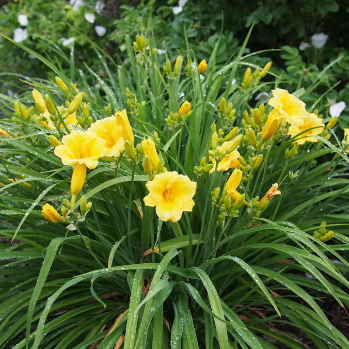 Stella de Oro Daylily with ruffled golden yellow flowers