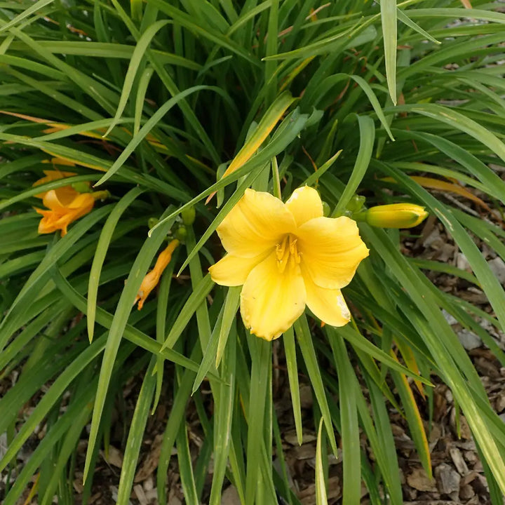 Stella de Oro Daylily with ruffled golden yellow flowers