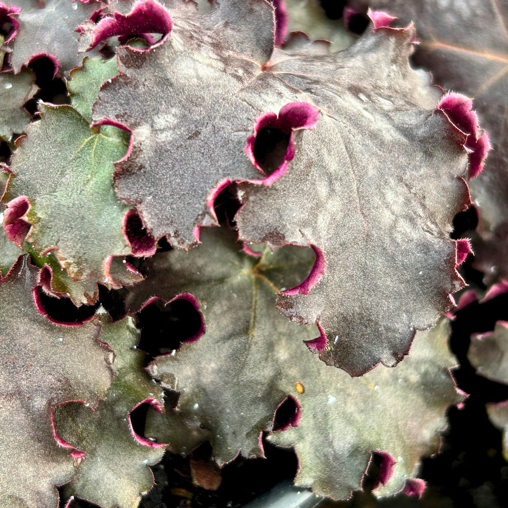 Black Knight Coral Bells with near black foliage and pink flowers