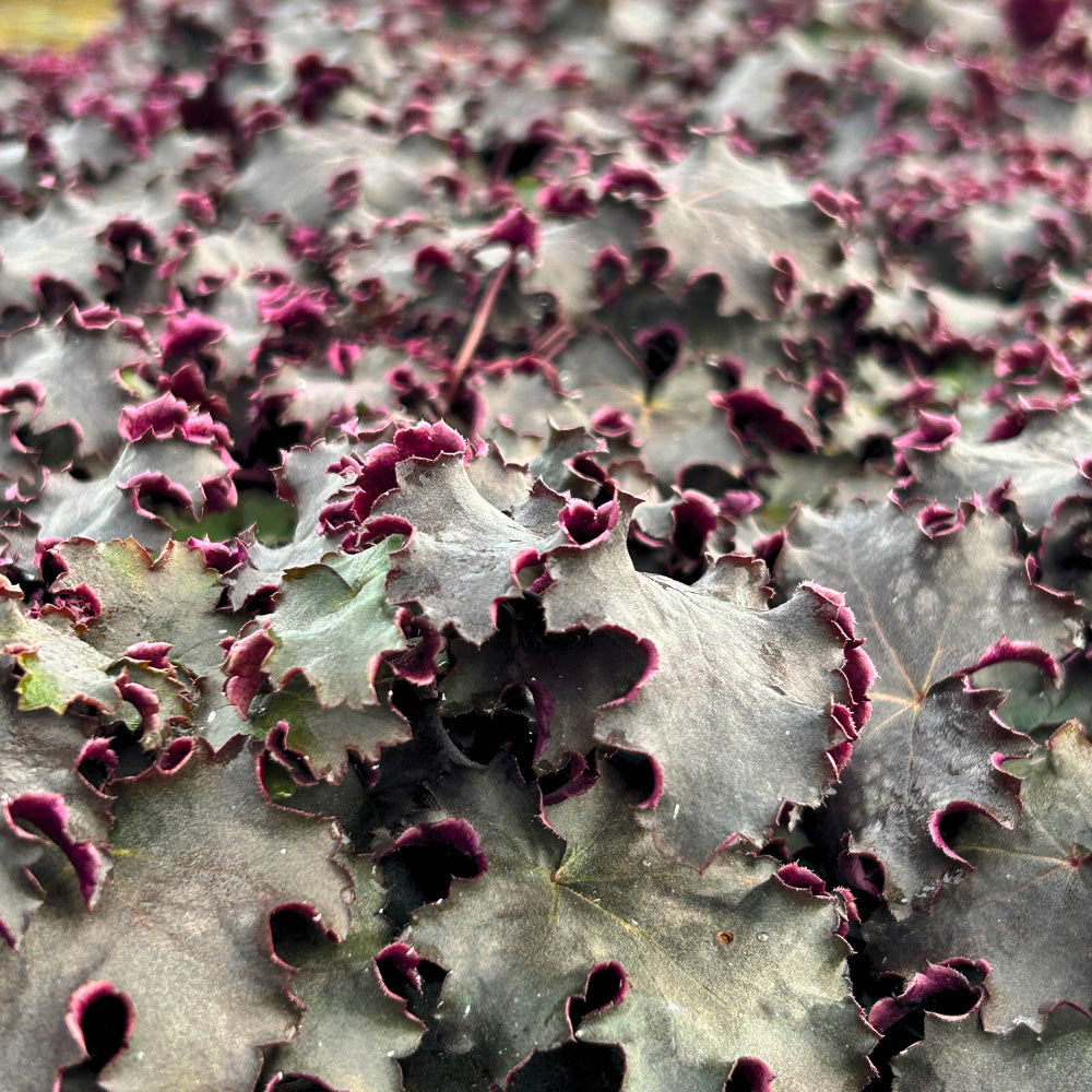 Black Knight Coral Bells with near black foliage and pink flowers