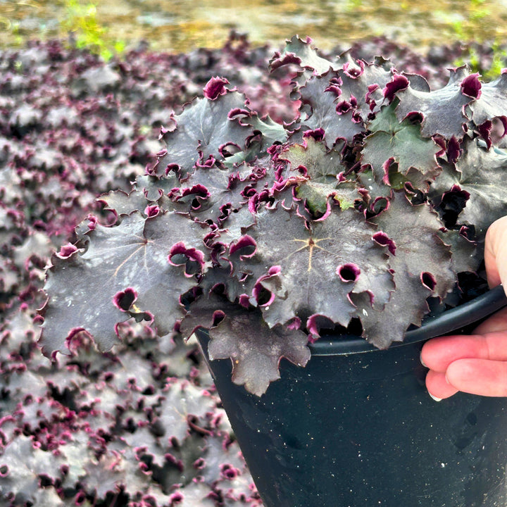 Heureka Black Knight Coral Bells