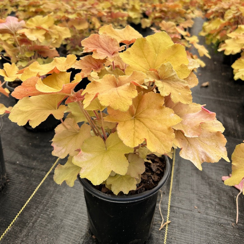 Heuchera Caramel | GoBuyPlants